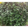 KCHEX Dwarf Bolivian Wandering Jew - Tradescantia Minima Callisia Repens - 10 Cuttings