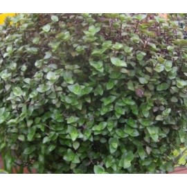 KCHEX Dwarf Bolivian Wandering Jew - Tradescantia Minima Callisia Repens - 10 Cuttings