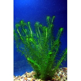 Anacharis Elodea Egeria Densa Easy Live Aquarium Plants BUY 2 GET 1 FREE ✅