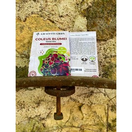 Coleus Blumei Seed Mix 200+ Non-GMO Seeds for Planting Painted Nettle Mixed Colors