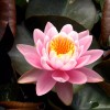4 Pack Live Water Lily Tubers Plants Colorful Pond Freshwater