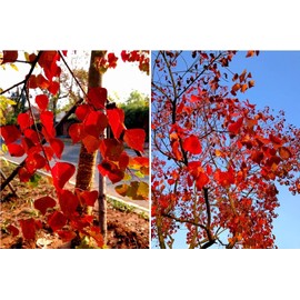 30 Triadica sebifera Seeds Chinese Tallow Tree Candleberry Tree, Chicken Tree, Florida Aspen Gray Popcorn Tree.