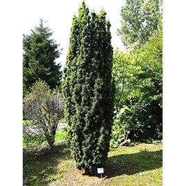 Fastigiata Boxwood Shrub - Live Plant Shipped 1 Foot Tall by DAS Farms (No California)