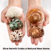 SKOOLOVE 5 Medium and Large Hermit Crab Seashells Sea Shell