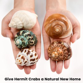 SKOOLOVE 5 Medium and Large Hermit Crab Seashells Sea Shell Natural Sea Shell Size 2.2" - 3.4" Opening Size 1.5" - 2" Maritime Decorative Shells for Aquarium