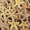 NESSASTORES Sugar Starfish Sea Shell Wedding Real Craft 4" to