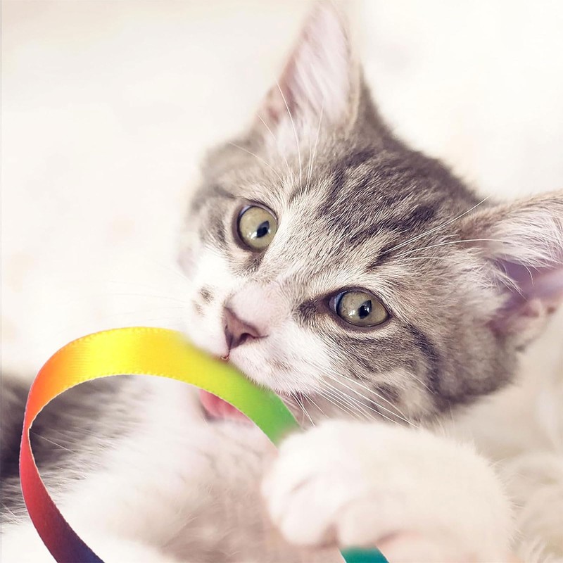 RSYHVG 6 Packs Cat Wand Toy Set, 30cm Cat Interactive