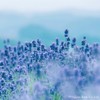 Nihon Kodo Incense Sticks Lavender Approx. 3.5 oz (100 g),