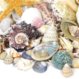 Mgs Shop Maritime Decoration, Decorative Shell Mix or Decorative Beach Sand For Decorating and Arts & Crafts