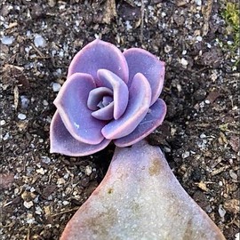 Succulent Leaf Propagation Kit - Size: 40 Leaves