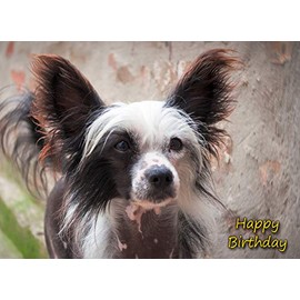 Chinese Crested Dog Birthday Card