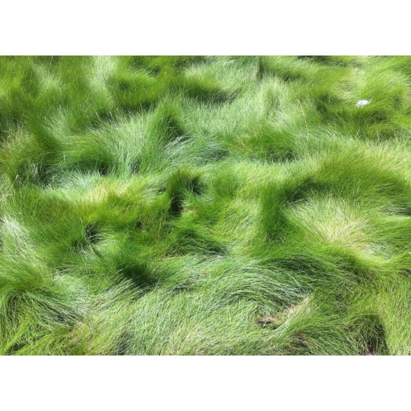 celestial Creeping Red Fescue Seed Mow Extremely Shade Tolerant 1oz