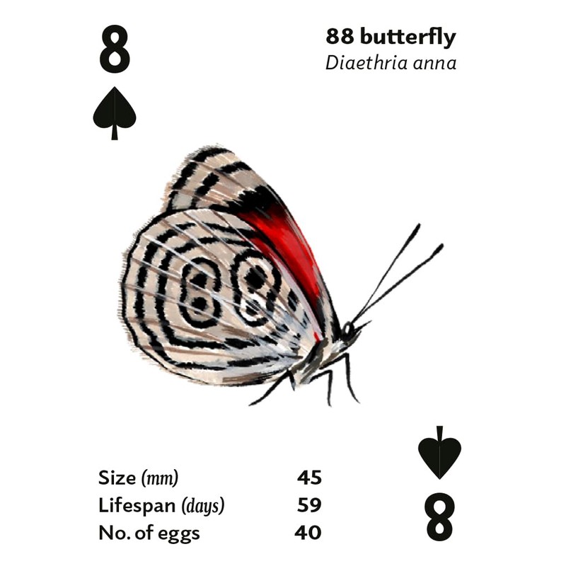 Brilliant Bugs: Playing Cards