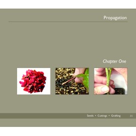 An Illustrated Guide to Japanese Maples for Garden Planting and Patio Pots