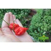 Carolina Reaper Red Pepper Seeds