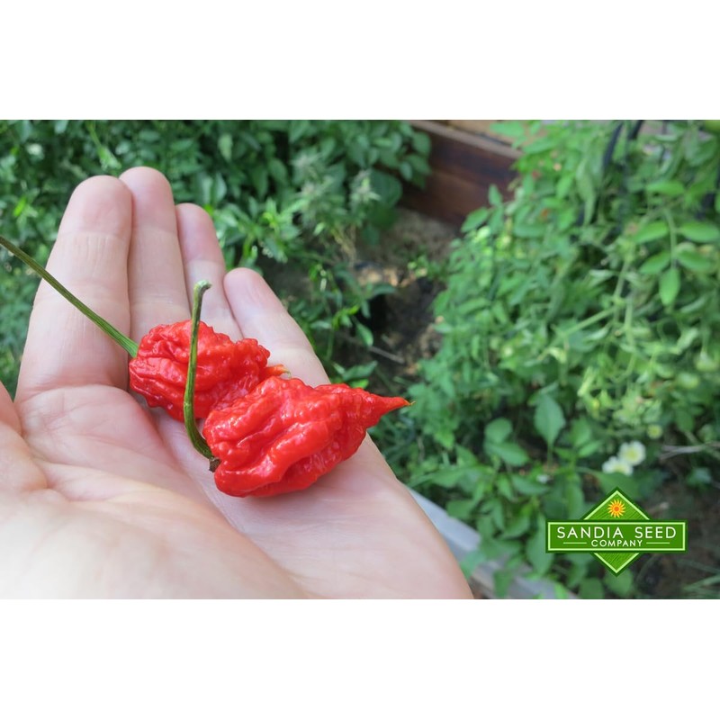 Carolina Reaper Red Pepper Seeds