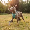 ARING PET No Pull Dog Harness-Soft Breathable Teal Dog Harness