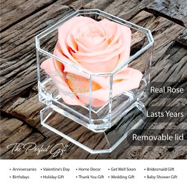 A 100% Real Rose That Lasts Years - Eternal Petals, Handmade in UK – White Gold Solo (Blush)