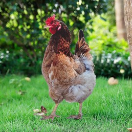 Hen Statue – Outdoor Garden Decoration Yard Art Figure Sculpture Decor, Rustic Animal Sculpture for Lawn and Patio