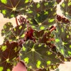 Begonia Tiger’s Paw – Rare Furry Leaf Begonia in 4”