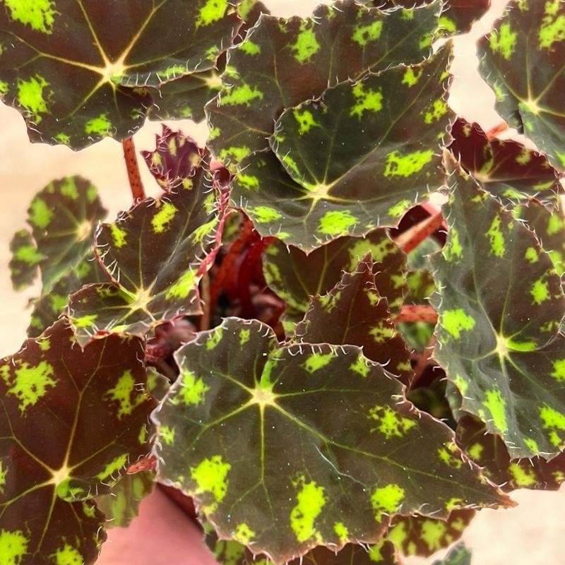 Begonia Tiger’s Paw – Rare Furry Leaf Begonia in 4”