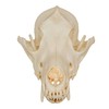 Coyote Skull (Teaching Quality Replica)