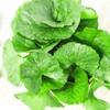 Centella asiatica extract powder, tiger plant, centella asiatica leaf extract