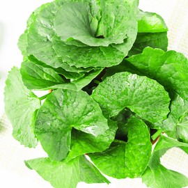 Centella asiatica extract powder, tiger plant, centella asiatica leaf extract powder 1 pc / 병풀 추출 분말 호랑이풀 병풀잎 추출물 가루 1개