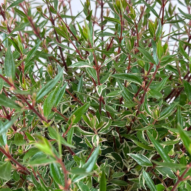 Abelias - 3 gal (Confetti, 1)