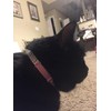 CHUKCHI Soft Velvet Safe Cat Adjustable Collar Bling Diamante with