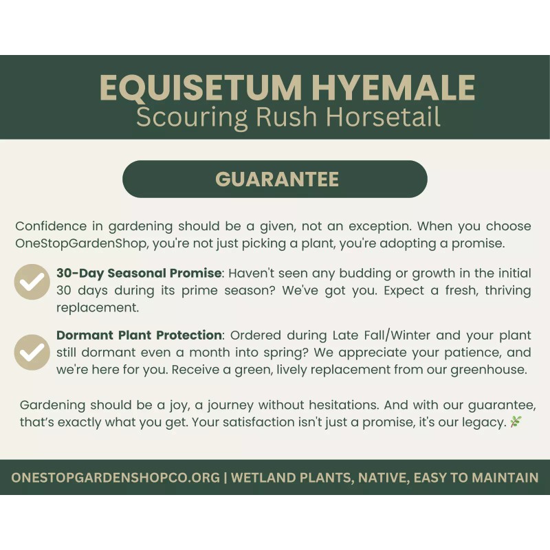 Equisetum hyemale | Scouring-rush Horsetail | Bareroot | Ancient |