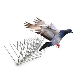 Bird-X Stainless Steel Bird Spikes, 8-inch Extra-Wide Spikes, Bird Spikes for Pigeons and Other Small Birds, Easy to Install, Contains 2 ft. Strips, Covers 10 Linear Feet Area, EWS-10