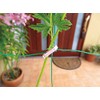 Seams Gardening for Retainer Support