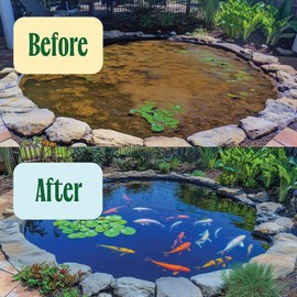Koi Pond Water Treatment - 2X Strength Beneficial Bacteria for Reducing Sludge and Odors in Koi Ponds and Natural Ponds - Safe for Fish - 1 gal.