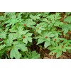 10 GOLDEN SEAL bare root plant- Hydrastis Canadensis