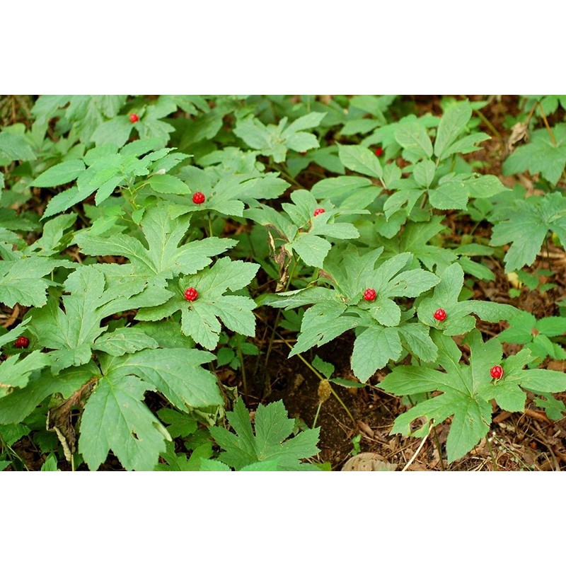 10 GOLDEN SEAL bare root plant- Hydrastis Canadensis