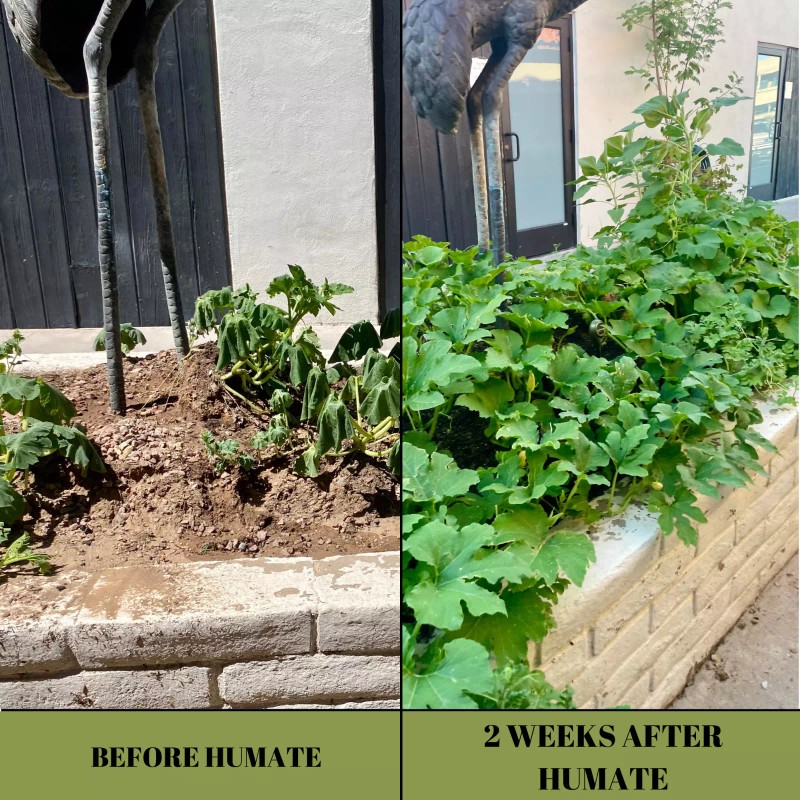 SoilGlow Humate Soil Amendment, Fertilizer and Conditioner