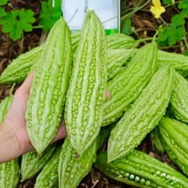 ZEshops 15pcs Bitter Melon Seeds – Fast-Growing Green Skin Bitter Gourd (Balsam Pear).