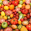 Eden Brothers Tomato Seeds - Heirloom Rainbow Mixture Non-GMO Seeds