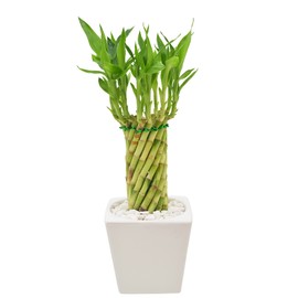 Arcadia Garden Products LV34 Tornado Lucky Bamboo, Live Indoor Plant in Carolina Square Ceramic Planter for Home, Work, or Gift, White
