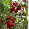 MASTERBLEND ® 4-18-38 Tomato & Vegetable Fertilizer (5 bs) FREE