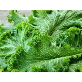 1000 Green Wave Mustard Seeds for Planting Heirloom Non GMO 2.5+ Grams Garden Vegetable Bulk Survival