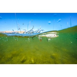 Berkley Choppo Topwater Esca da pesca | Esca facile da usare per pesci predatori | Crea il massimo disturbo e rumore in superficie | Coda a coppa resistente | 12 cm | 28 g | Maverick