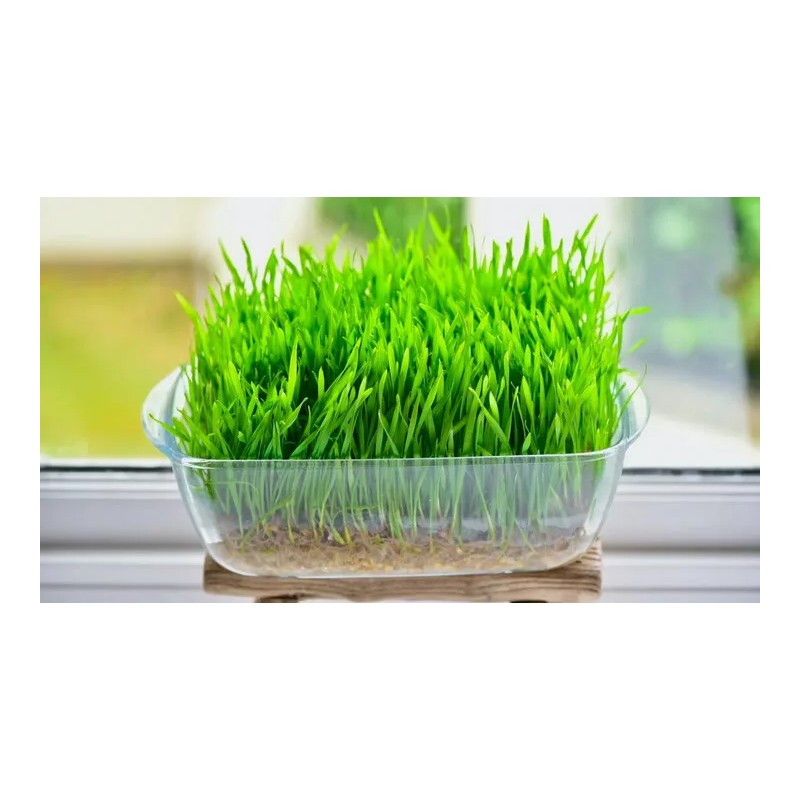 Mai's Family [ WHOLESALE ] Wheat Grass Seed- Guaranteed to