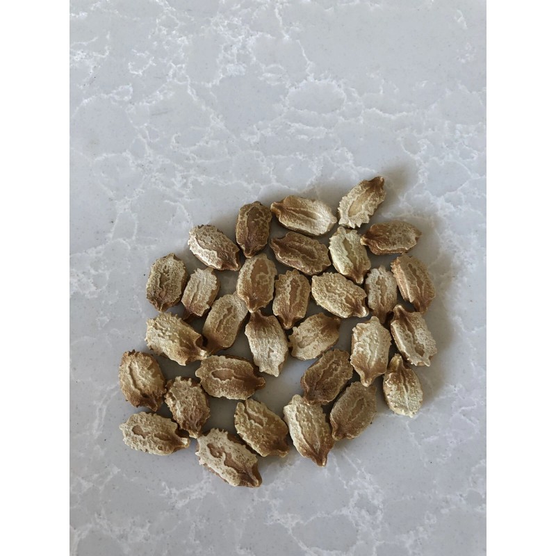 BitterMelon Seed 25pcs BitterMelon Gourd Ampalaya Seed Fresh Harvested US