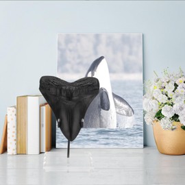 KCGANI Megalodon Shark Tooth Acrylic Base Bracket for 3.5 x 3.1 x 4.9''