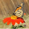 250 Mexican Sunflower Tithonia Rotundifolia Flower Seeds
