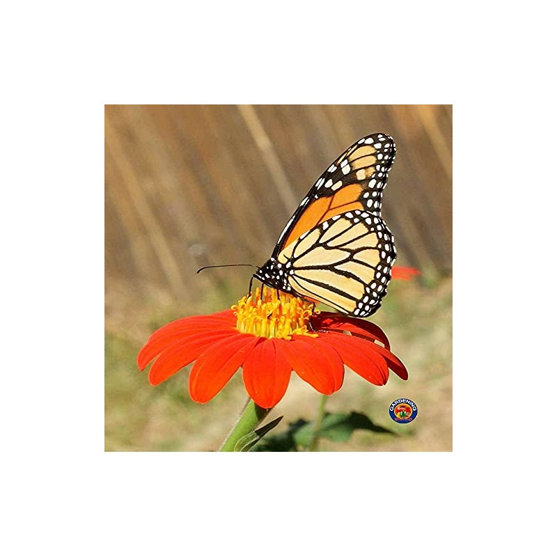 250 Mexican Sunflower Tithonia Rotundifolia Flower Seeds