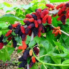 Grow Your Own Mulberry Tree's! 20 Seeds! Yummy! Comb. S/h!