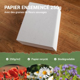 Blooming Sowing Paper - 10 Sheets - DIN A4 250 g/m² - 21 x 30 cm - White Blank - Biodegradable Wildflower Seeds - Cards, Invitations, Prints